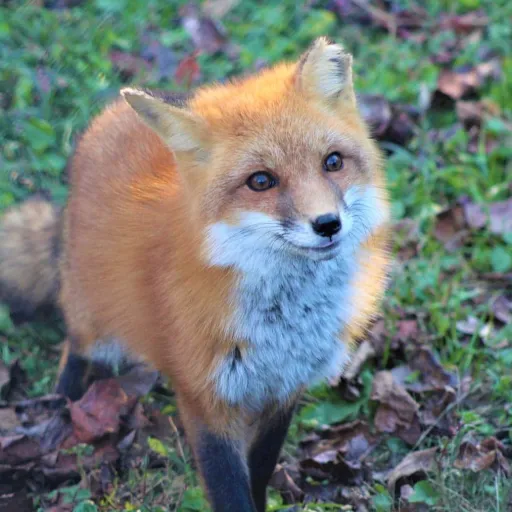 creator Foxellla's avatar