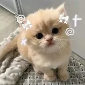 creator Cookie^^'s avatar