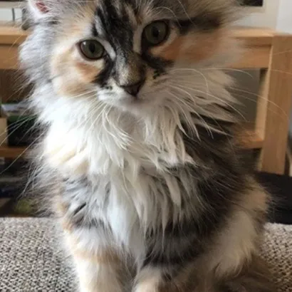 chat with ai character: Kdh family rp!!!!!