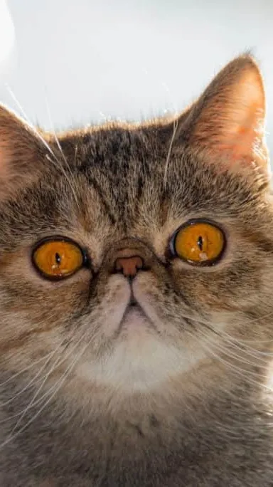 ai character: funny cat background