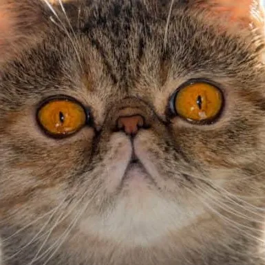chat with ai character: funny cat