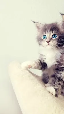 ai character: meow background