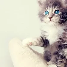 chat with ai character: meow