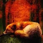 creator @Fox lover's avatar