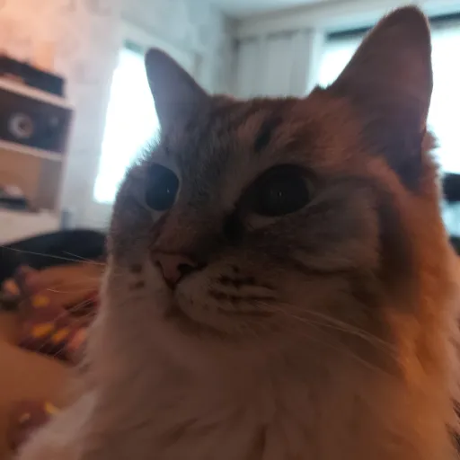 talkie's author avatar