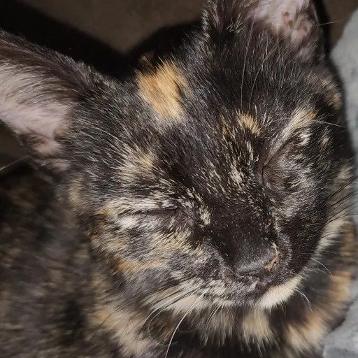 creator ✡|•mewo•|✡'s avatar