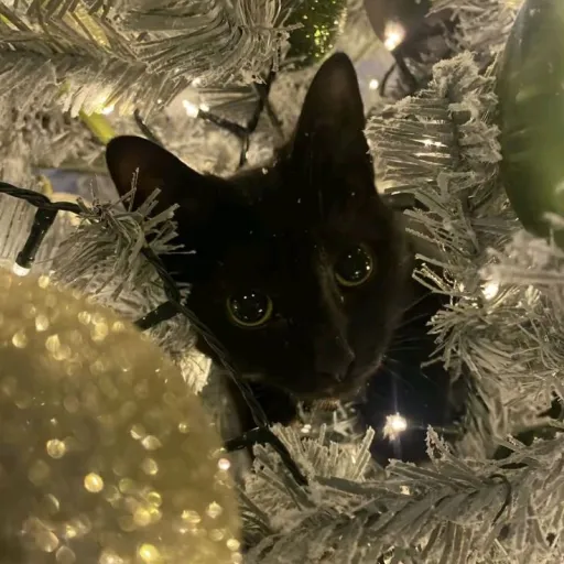 creator -•NYX•-'s avatar