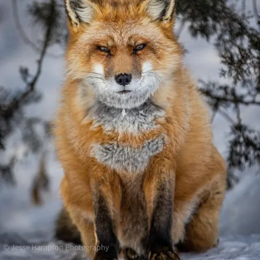 creator The robotic canine's avatar