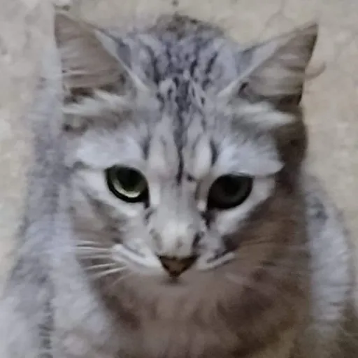 creator GamerKendryck21's avatar