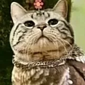 comment user avatar
