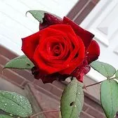 creator M J B Fynn's avatar