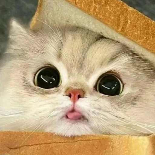 creator Luna_The_GirliePOP's avatar