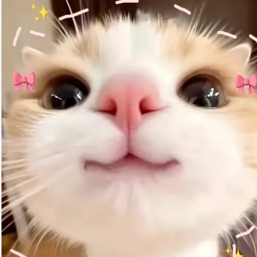 creator catlover••'s avatar