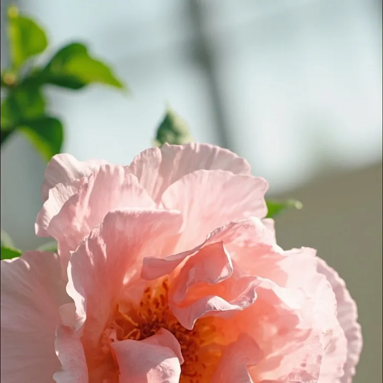 chat with ai character: Stray Kids