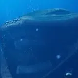 creator el gran maja's avatar