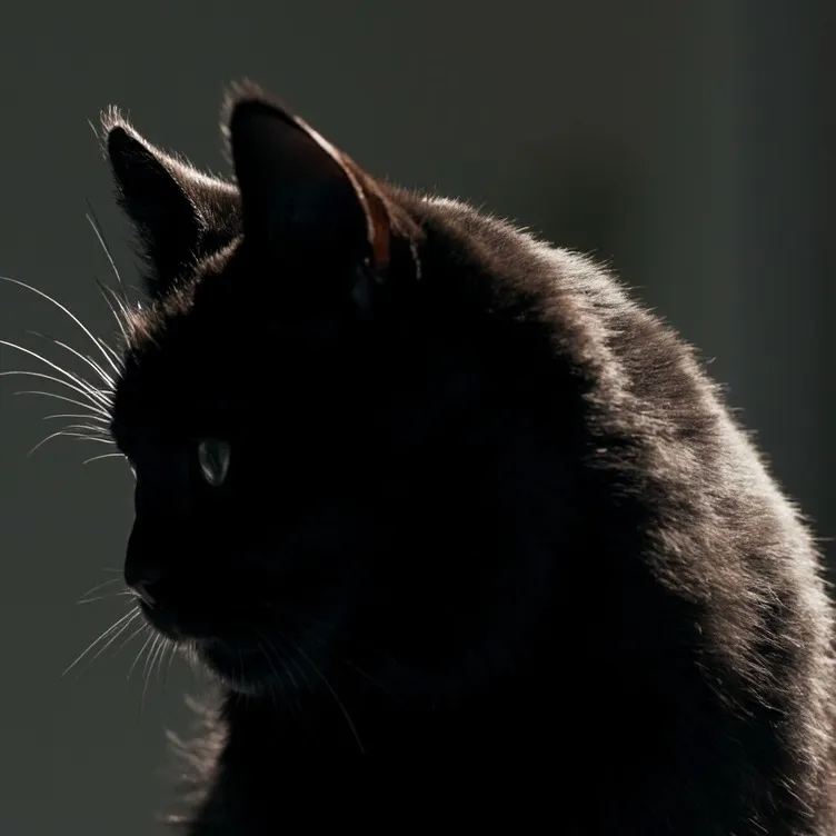 chat with ai character: Licorice the cat