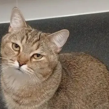 chat with ai character: dncd