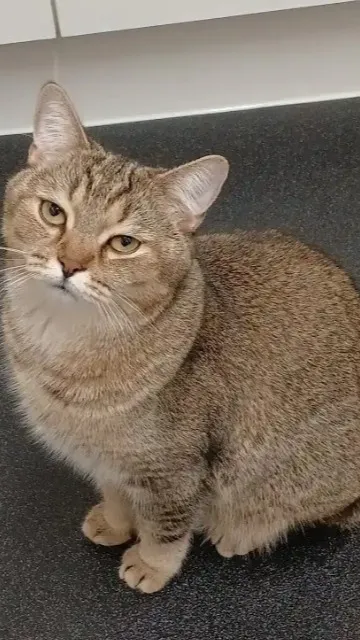 ai character: dncd background