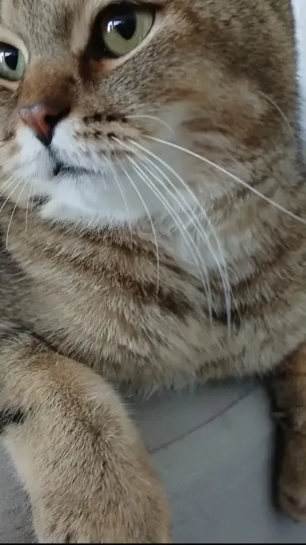 ai character: ks,d background