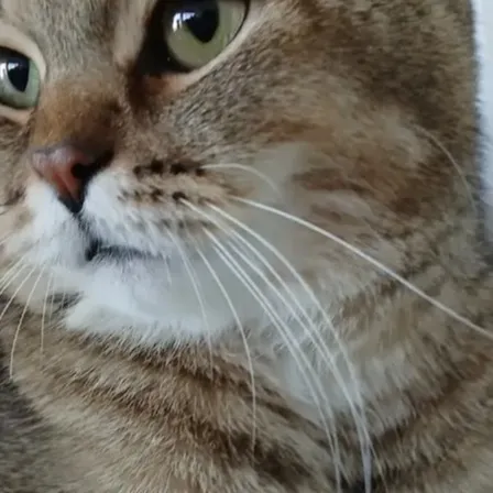 chat with ai character: ks,d