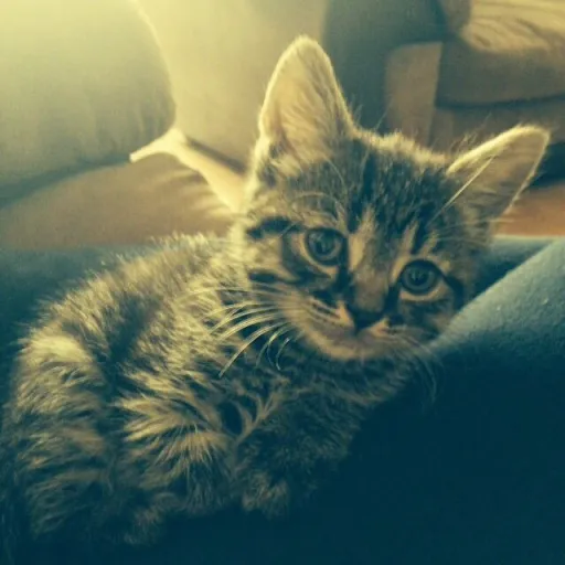 talkie's author avatar