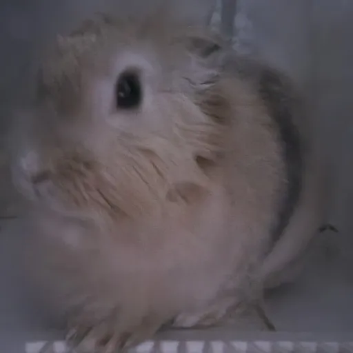 creator Hamburgerfrie999's avatar