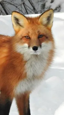 ai character: bud background