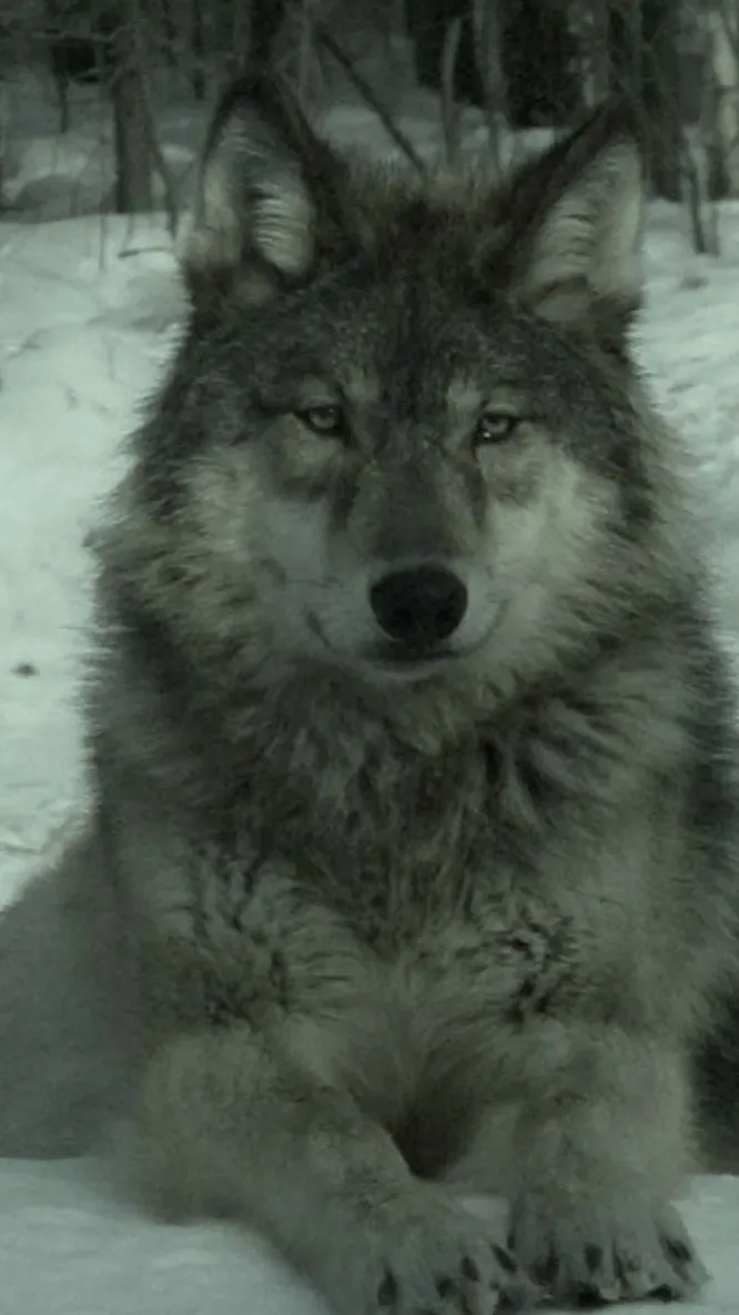 ai character: Raven! :3 background