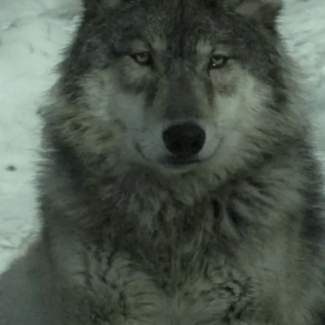 chat with ai character: Raven! :3