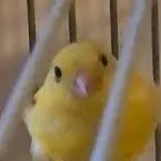 chat with ai character: birb