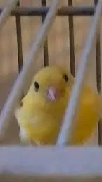 ai character: birb background