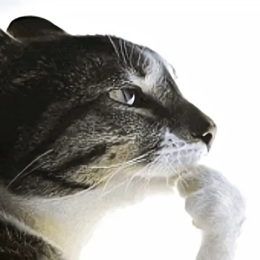 creator Aomine Daiki!'s avatar