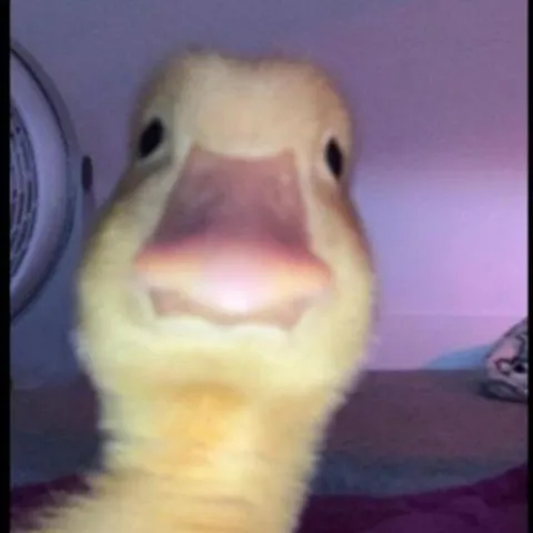 creator duckyboii's avatar