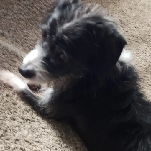 creator dog$un's avatar