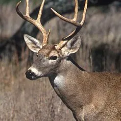 creator Bob_Deer's avatar