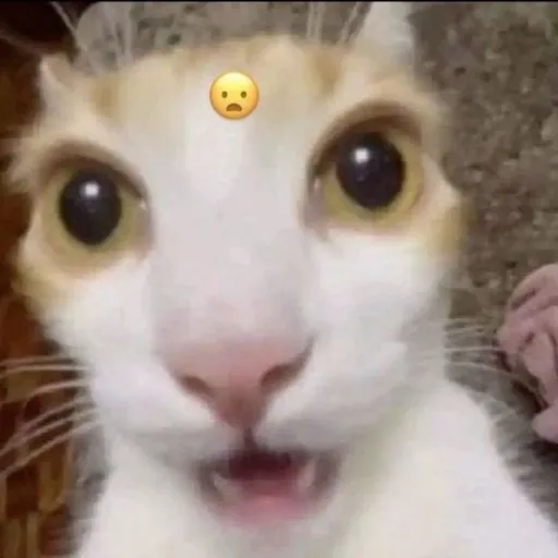 creator Gay gay's avatar