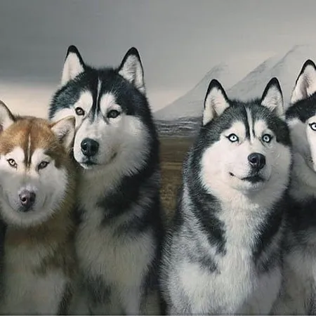 creator Natflix's avatar