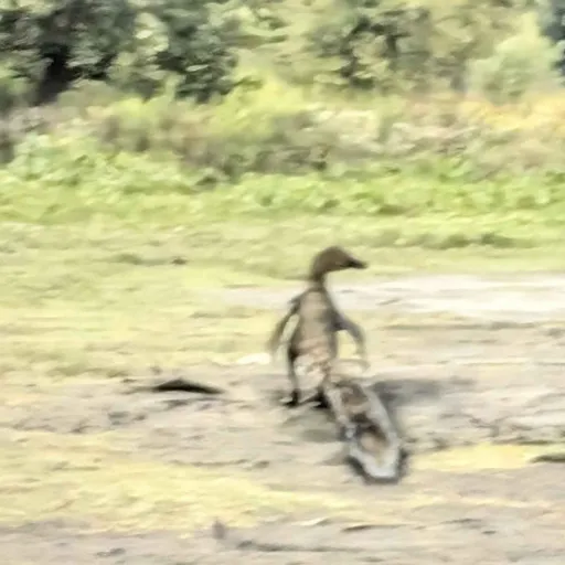 creator Sling-beak/Troodon's avatar