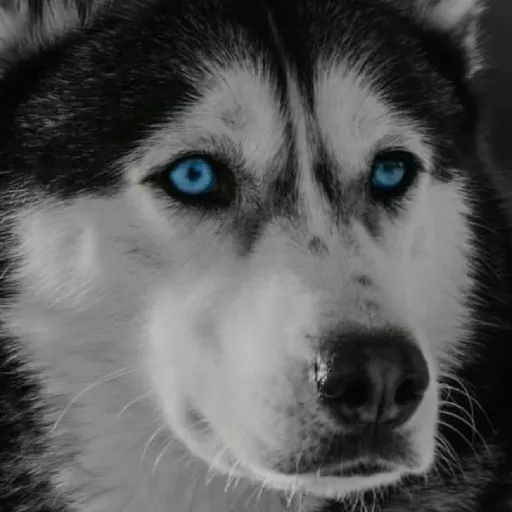 creator ariie's avatar