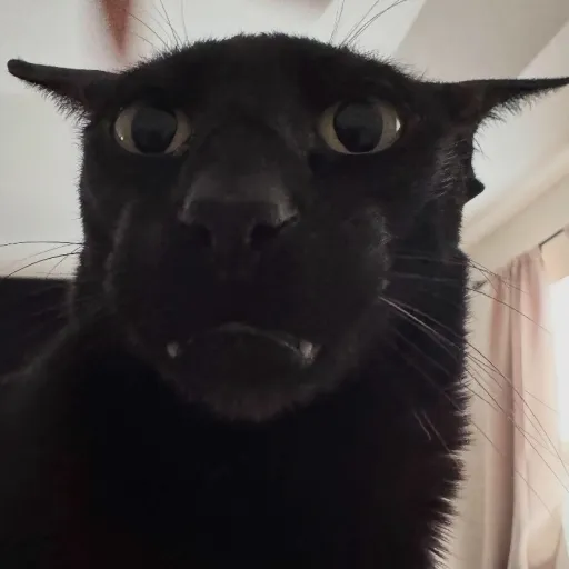 creator 3v1l_l4rry's avatar