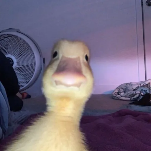 creator I'm a DUCK.'s avatar