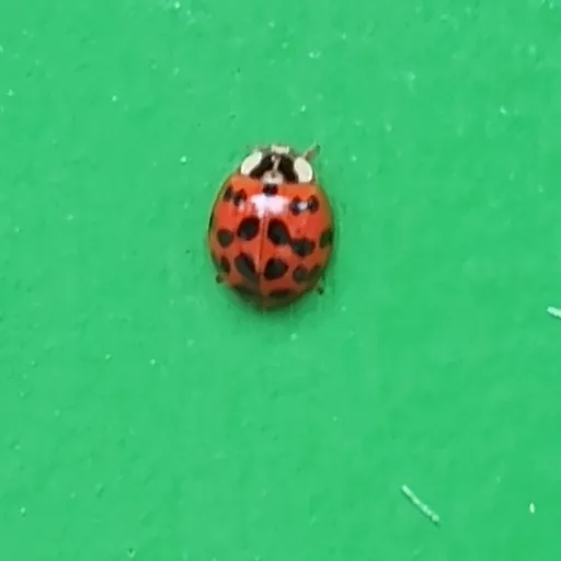 creator Sami_Ladybug's avatar