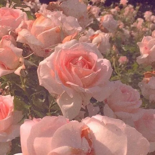 creator Goddess of Roses!♡'s avatar