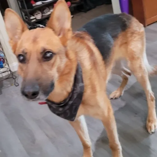 creator dog lover's avatar