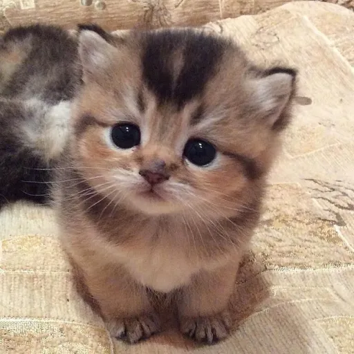 creator Catslover69's avatar