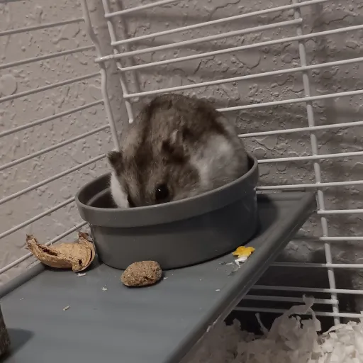 creator Ashter/Ash's avatar