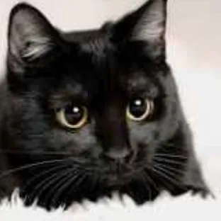 creator Catto_with_rabies's avatar