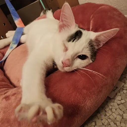 creator TheCutestGoblin's avatar