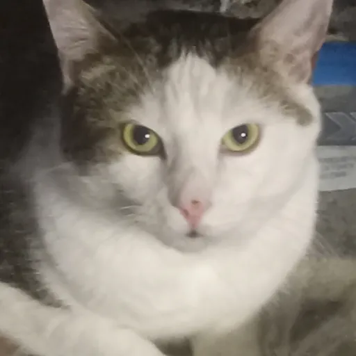 creator I'm just a cat's avatar