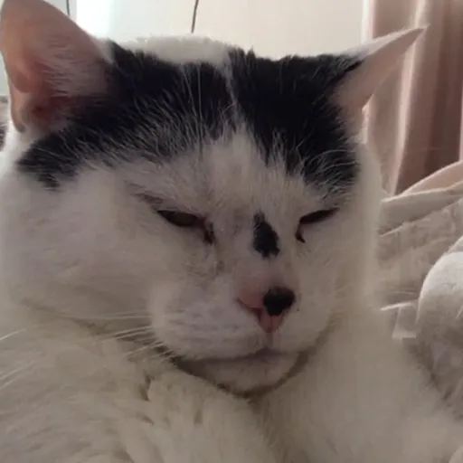 creator Catsy-cat's avatar